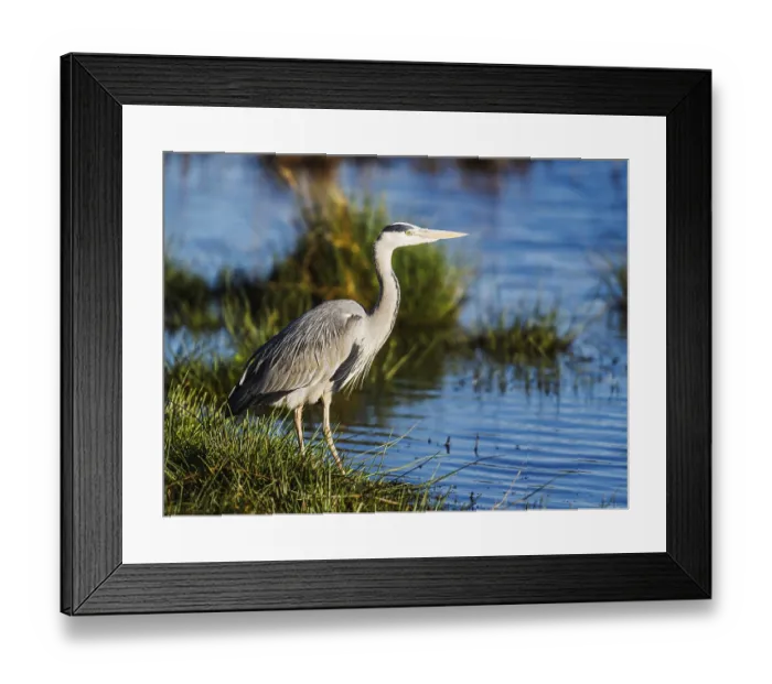 Framed Print : Grey Heron, Ardea cinerea, bird in winter on marshes in winter