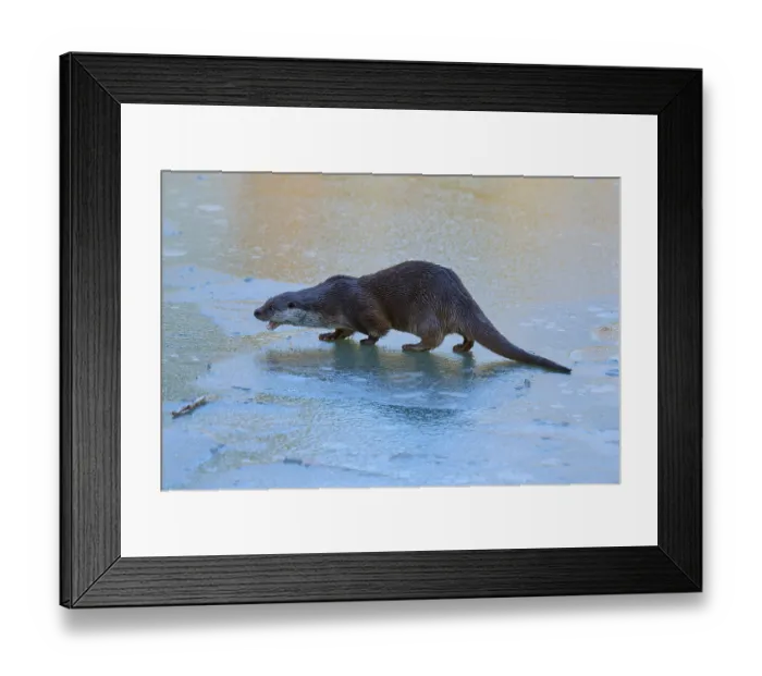 Framed Print : An otter moving on the ice, apparently in motion