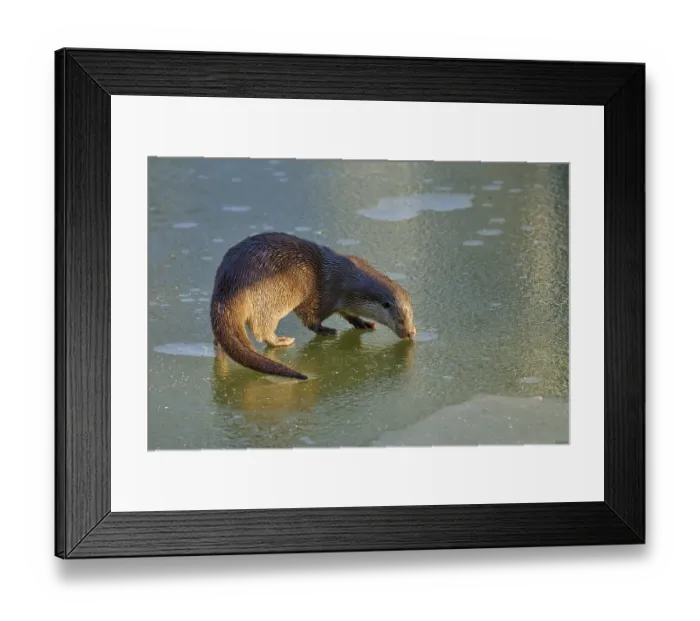 Framed Print : An otter, illuminated by the sun Framed Print : An otter, illuminated by the sun