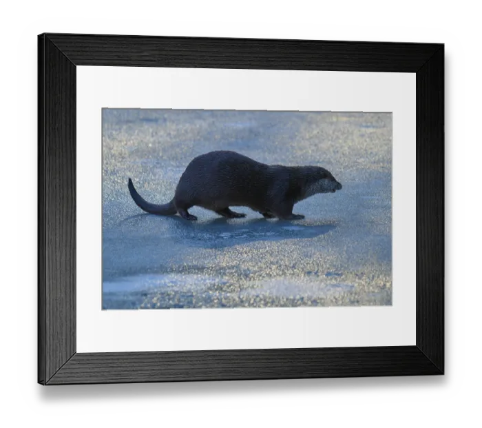 Framed Print : Otter walking over an ice-covered surface in the blue light of winter