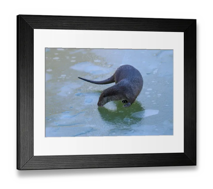 Framed Print : An otter carefully examining the surface of the ice Framed Print : An otter carefully examining the surface of the ice