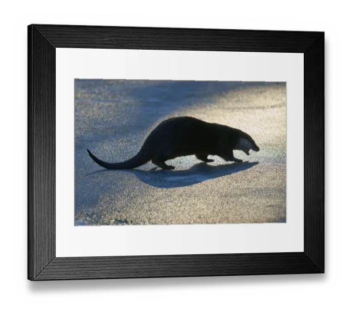 Framed Print : Otter with striking shadow in warm light on icy surface Framed Print : Otter with striking shadow in warm light on icy surface