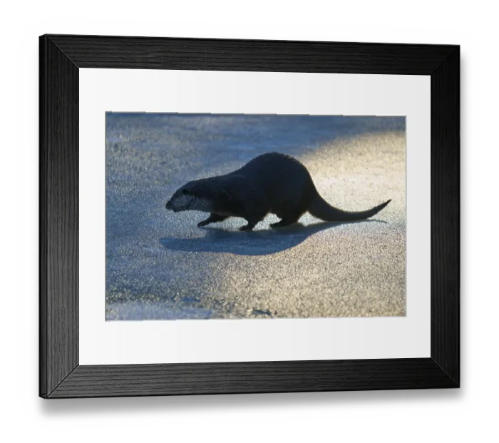 Framed Print : Otter with long shadow on an ice-covered surface in the light