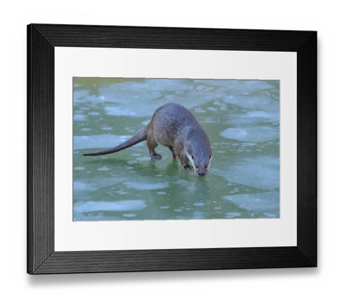Framed Print : Otter on snow-covered, green ice surface in winter setting