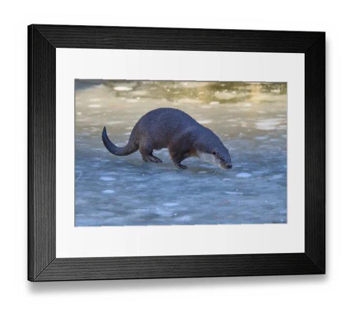 Framed Print : Otter moving over frozen surface in clear blue environment Framed Print : Otter moving over frozen surface in clear blue environment