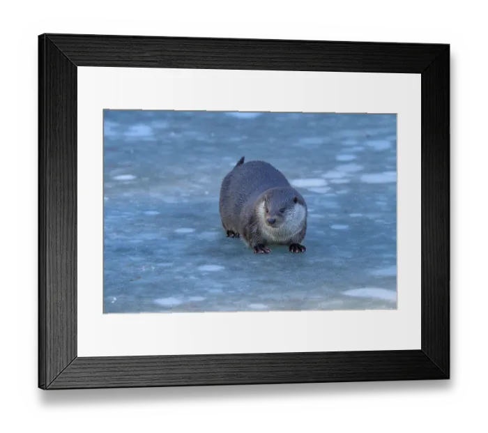 Framed Print : Otter on icy surface, with attentive gaze in winter scenery Framed Print : Otter on icy surface, with attentive gaze in winter scenery