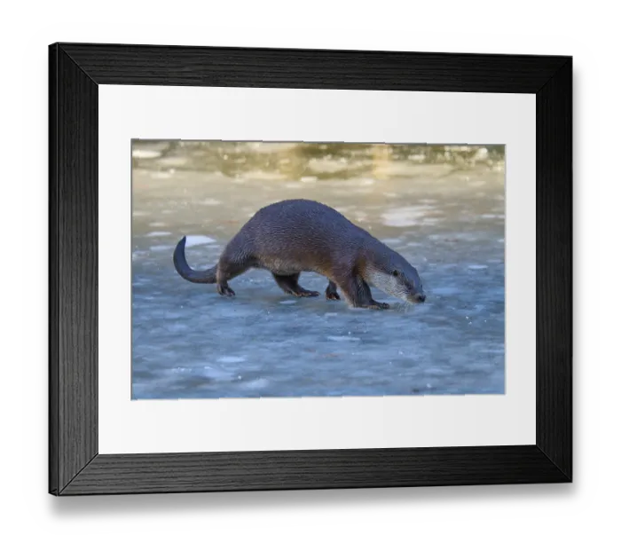 Framed Print : Otter crossing ice-covered surface Framed Print : Otter crossing ice-covered surface