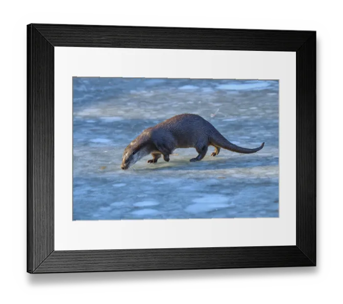 Framed Print : Otter on frozen surface in cold weather