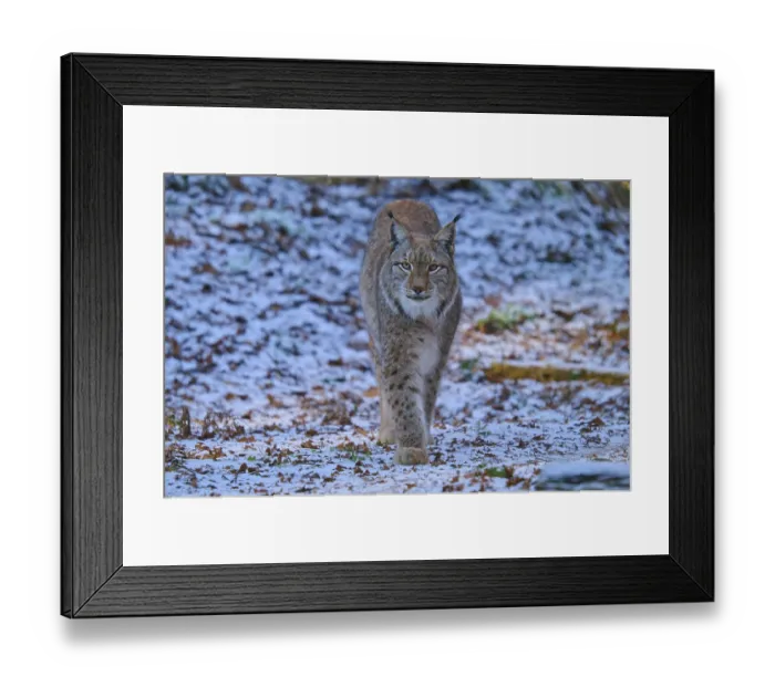 Framed Print : A lynx walking through a snowy forest landscape