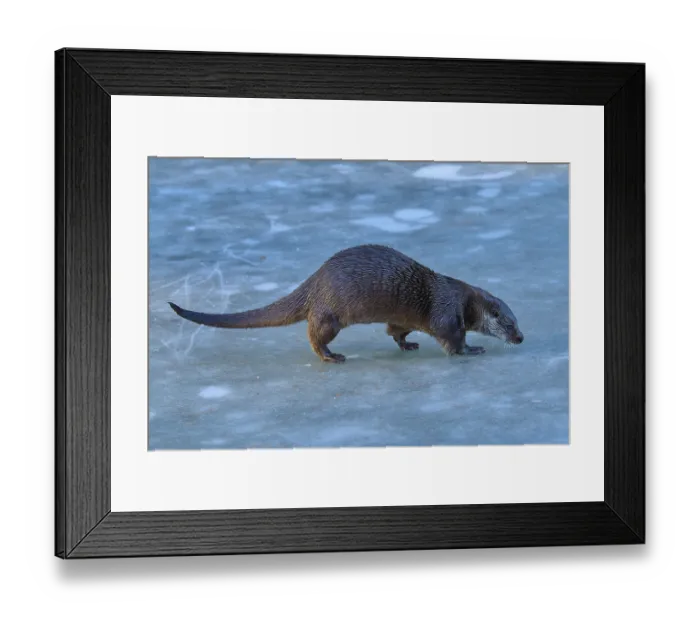 Framed Print : An otter cautiously exploring the icy surface in a wintry environment