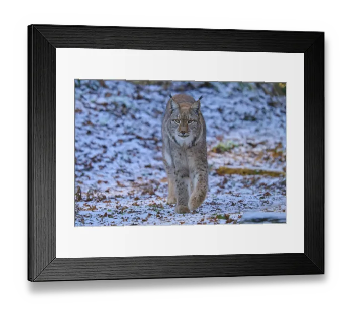 Framed Print : A lynx running through a snow-covered forest Framed Print : A lynx running through a snow-covered forest