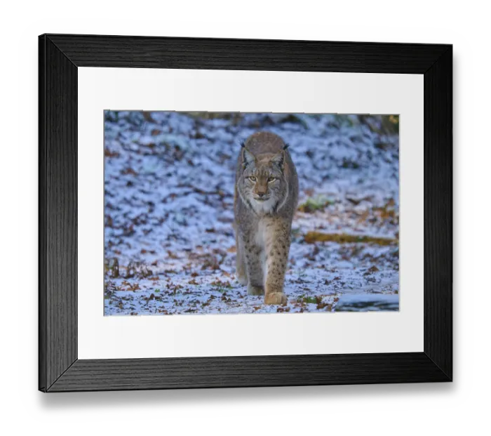 Framed Print : A lynx moving through a winter landscape Framed Print : A lynx moving through a winter landscape