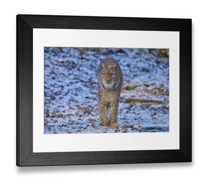 Framed Print : A lynx walking through a snowy forest scene