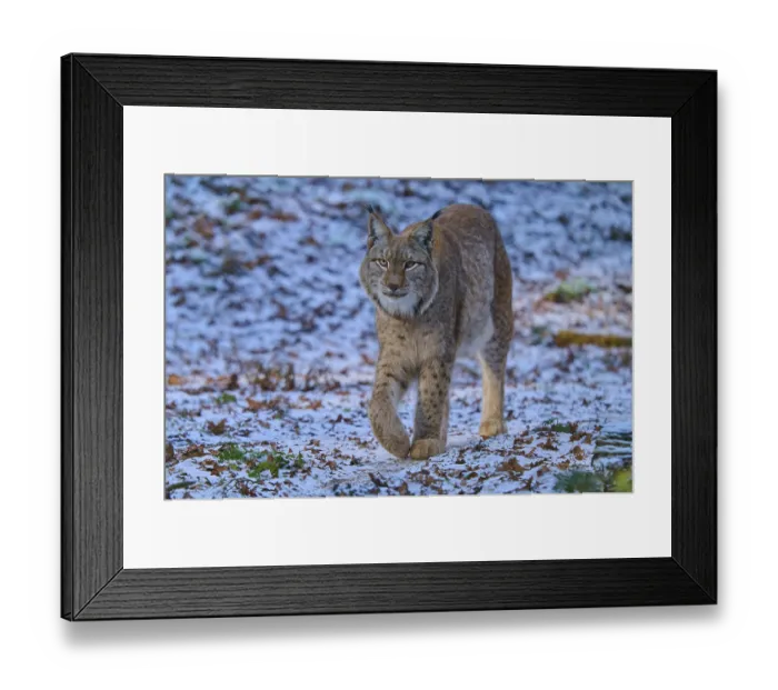 Framed Print : A lynx roaming a snowy forest environment