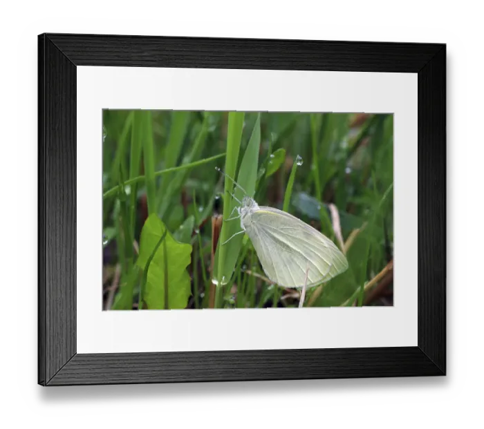 Framed Print : Small white (Pieris rapae), butterfly Framed Print : Small white (Pieris rapae), butterfly
