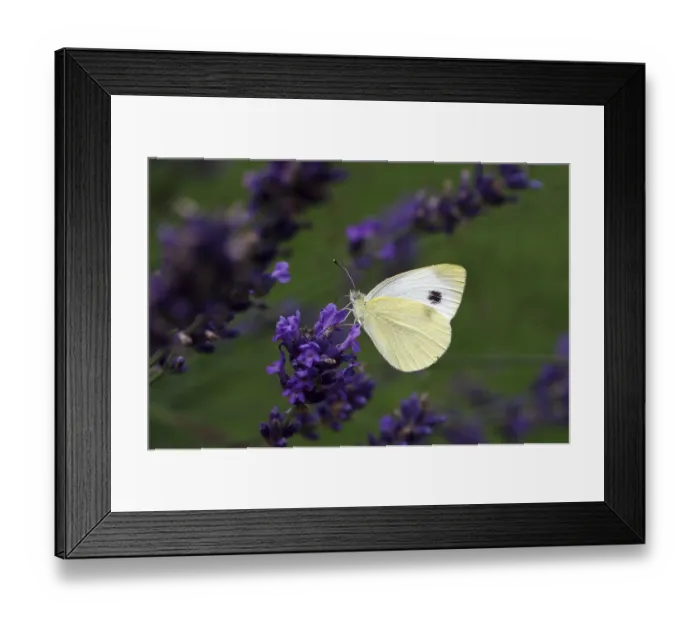 Framed Print : Karst white butterfly (Pieris mannii)