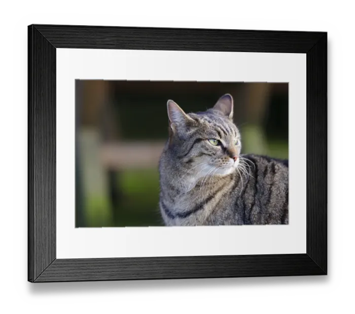 Framed Print : Domestic cat (Felis catus), portrait
