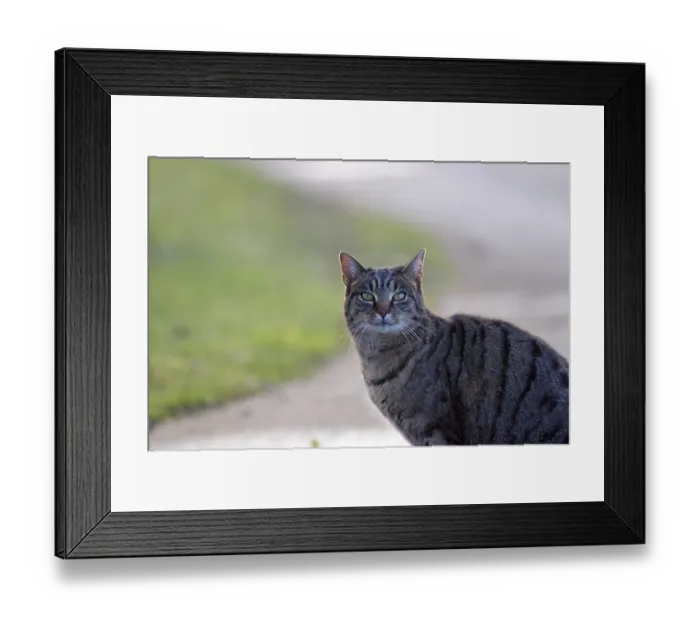 Framed Print : Domestic cat (Felis catus), portrait