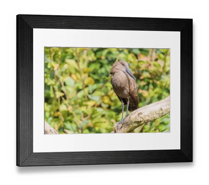 Framed Print : A hamerkop (Scopus umbretta) stands on a branch of a tree