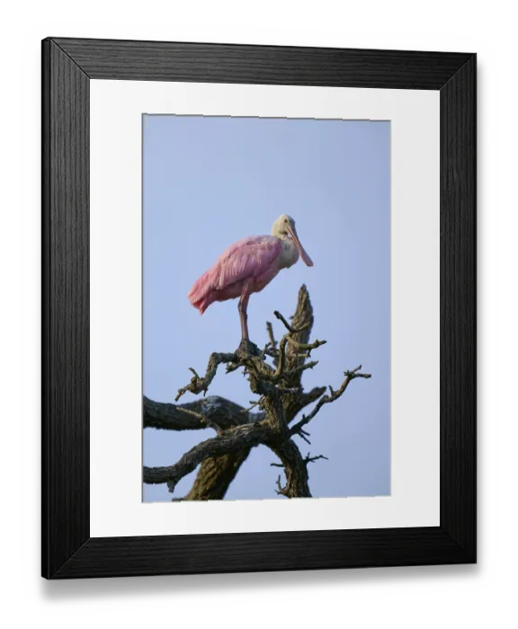 Framed Print : Bird sitting quietly on a branch Framed Print : Bird sitting quietly on a branch