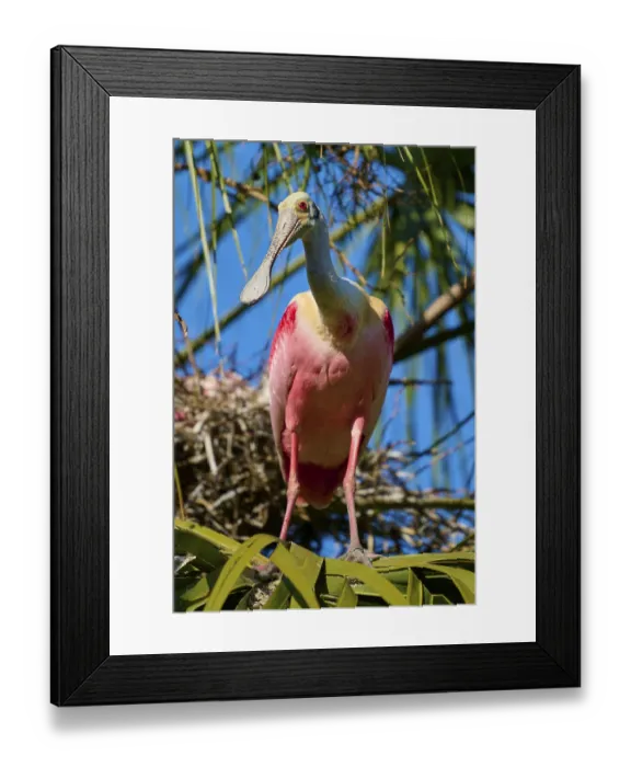 Framed Print : A pink bird stands on a branch amidst palm trees