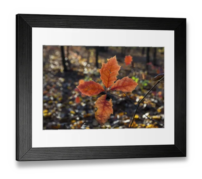 Framed Print : The oak leaves (quercus) glow red in autumn forest