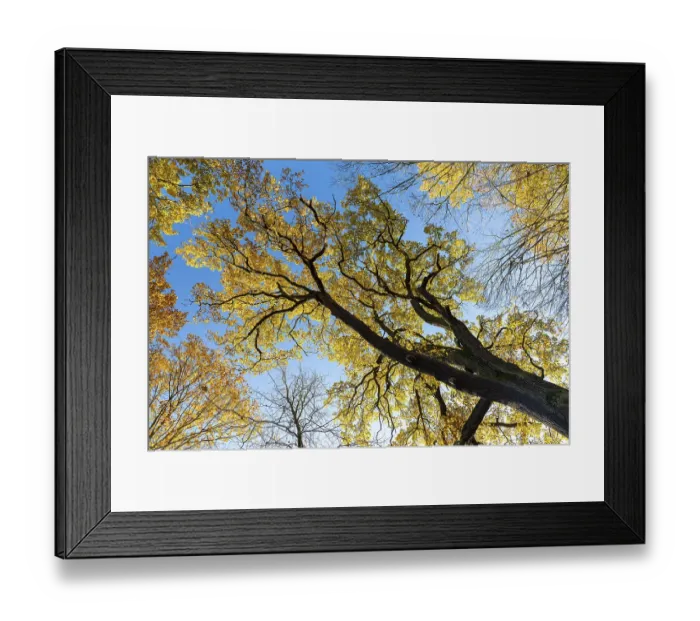 Framed Print : Oak leaves (quercus) glowing yellow in autumn against a blue sky