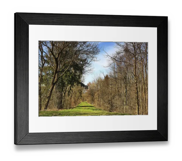 Framed Print : Green trail between bare trees in a quiet forest environment