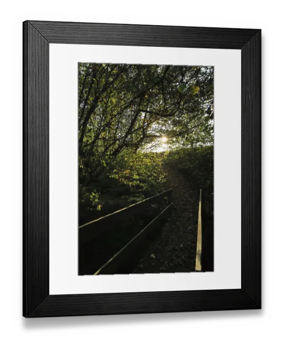 Framed Print : Sunlight penetrates leaves on a shady forest path Framed Print : Sunlight penetrates leaves on a shady forest path