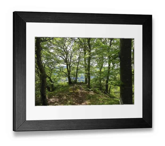 Framed Print : Forest trail to the viewpoint with lights between thick trees Framed Print : Forest trail to the viewpoint with lights between thick trees