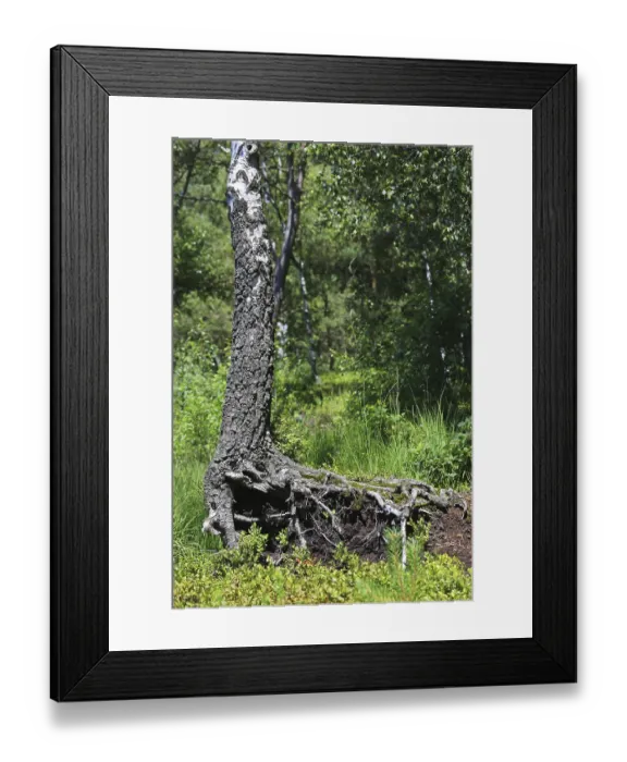 Framed Print : Enchanted tree with visible deep roots in green forest