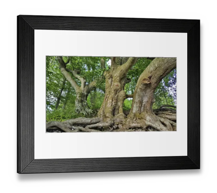 Framed Print : Distinctive tree trunks with branched roots in the forest