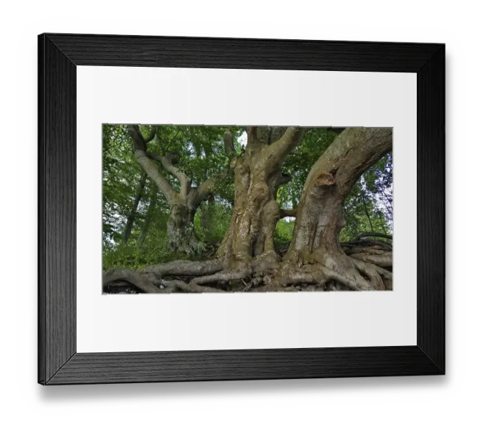 Framed Print : Distinctive tree trunks with branched roots in the forest