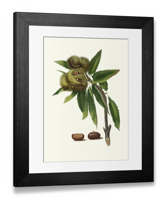 Framed Print : Sweet chestnut, Castanea sativa Framed Print : Sweet chestnut, Castanea sativa
