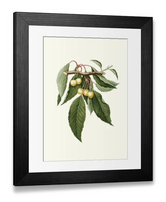 Framed Print : Yellow cherries, Cerasus duracina