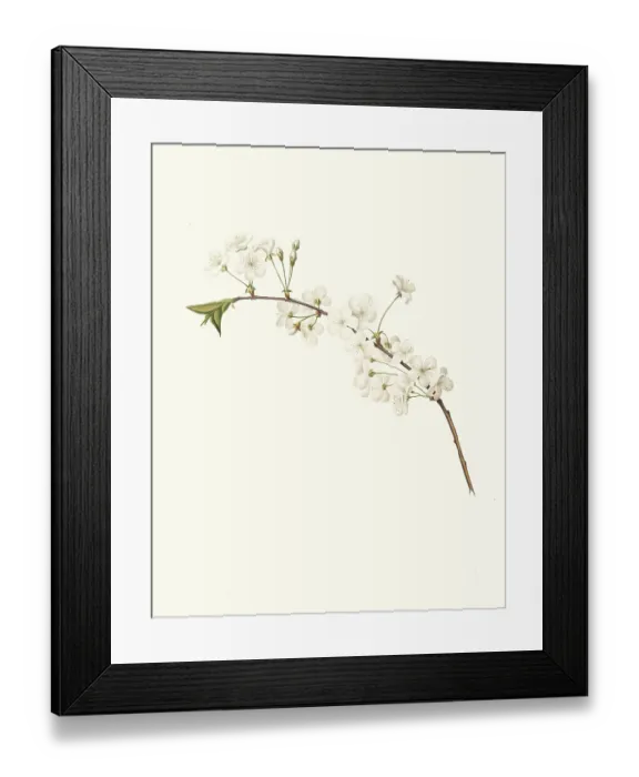 Framed Print : Cherry Blossom, Amareno Cherry Blossom Framed Print : Cherry Blossom, Amareno Cherry Blossom