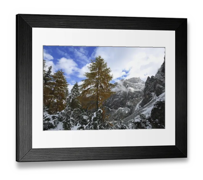 Framed Print : Golden trees against snow-covered mountains and blue sky with clouds