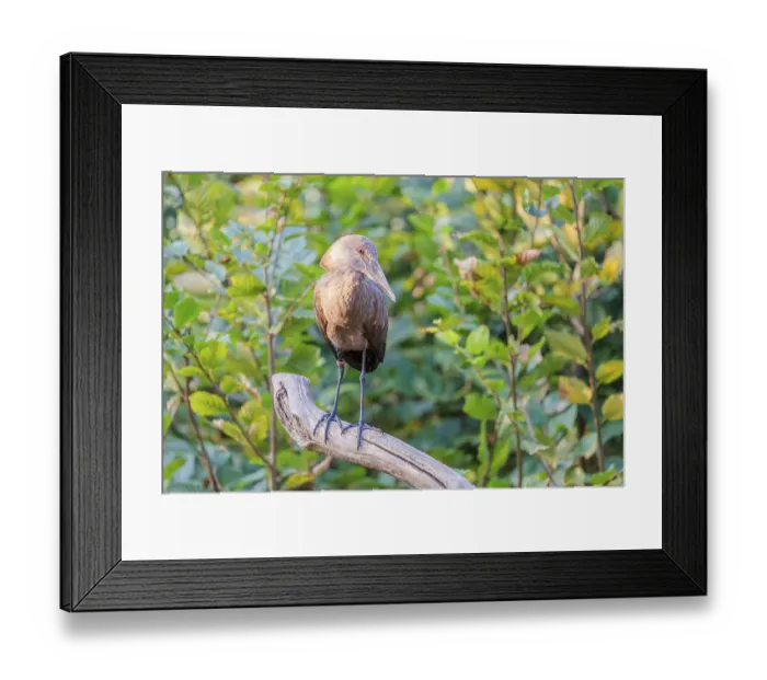 Framed Print : A hamerkop (Scopus umbretta) stands on a branch of a tree