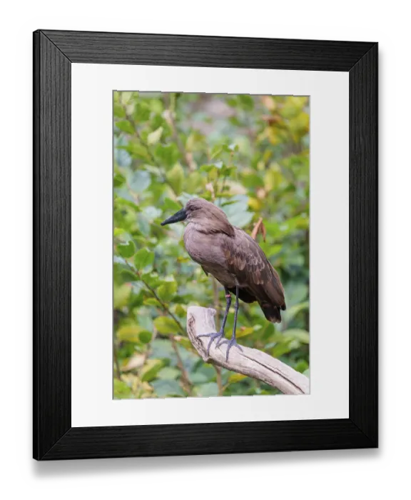 Framed Print : A hamerkop (Scopus umbretta) stands on a branch of a tree Framed Print : A hamerkop (Scopus umbretta) stands on a branch of a tree