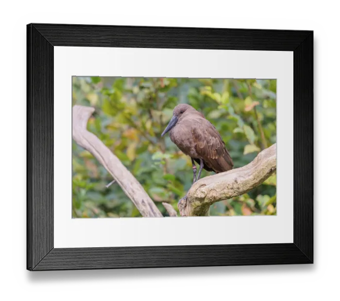Framed Print : A hamerkop (Scopus umbretta) stands on a branch of a tree