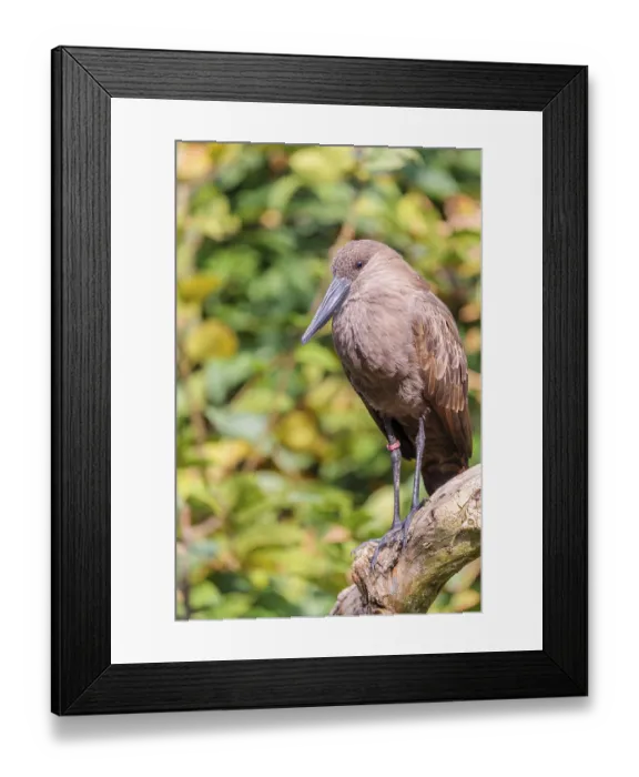 Framed Print : A hamerkop (Scopus umbretta) stands on a branch of a tree Framed Print : A hamerkop (Scopus umbretta) stands on a branch of a tree