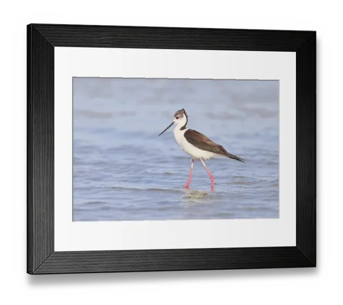 Framed Print : Black-winged Stilt (Himantopus himantopus) foraging in the shallow water of a lake shore