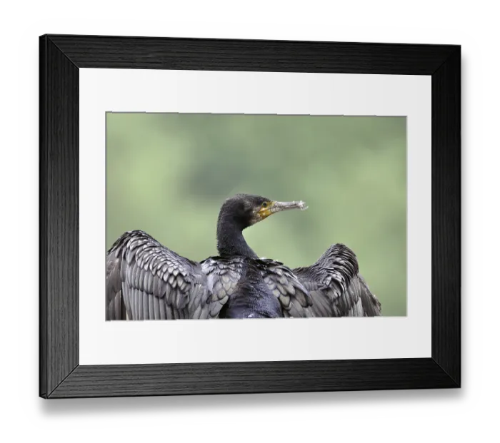 Framed Print : Cormorant (Phalacrocorax carbo)