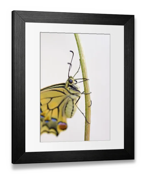 Framed Print : Swallowtail Papilio machaon