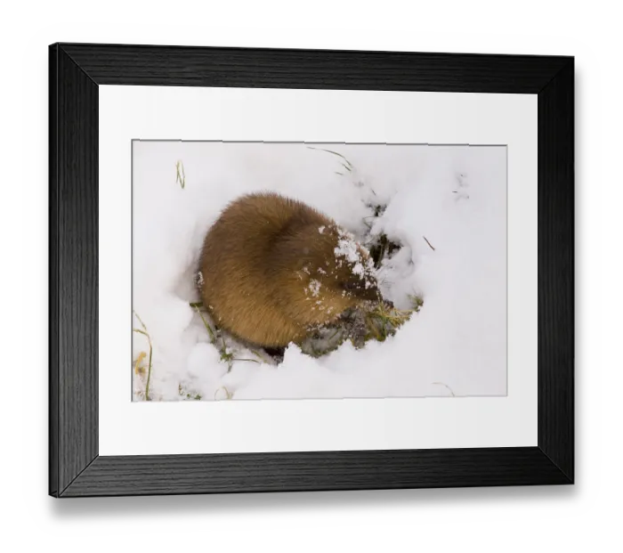 Framed Print : Bisam Ondatra zibethica Framed Print : Bisam Ondatra zibethica