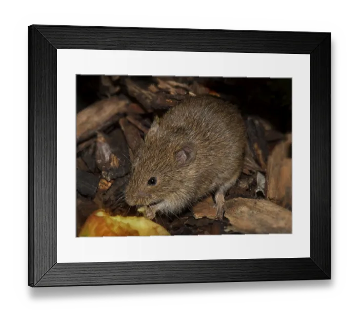Framed Print : Field mouse Microtus arvalis' Field mouse Microtus arvalis Framed Print : Field mouse Microtus arvalis' Field mouse Microtus arvalis