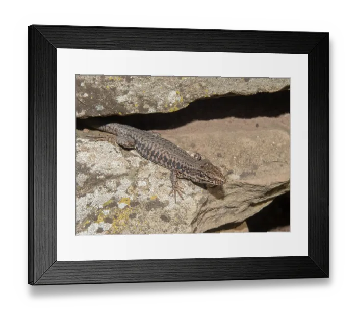 Framed Print : Wall lizard Podarcis muralis' Wall lizard Podarcis muralis