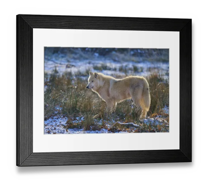 Framed Print : A white wolf stands in a snow-covered meadow Framed Print : A white wolf stands in a snow-covered meadow