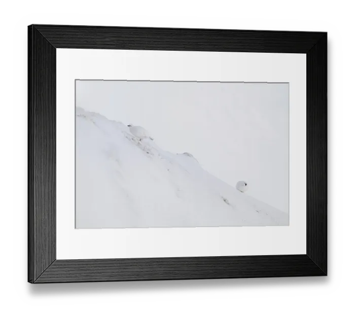 Framed Print : Rock ptarmigan (Lagopus mutus) in winter dress