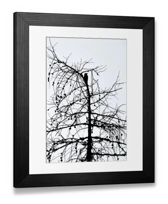 Framed Print : Great spotted woodpecker (Picoides major)